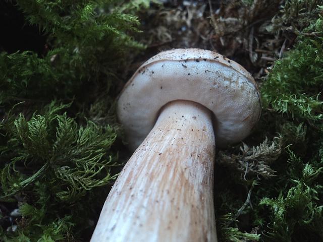 Ritrovamenti in 3 ettari di bosco