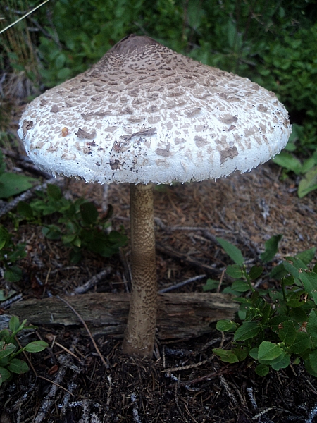Ritrovamenti in 3 ettari di bosco