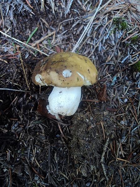 Colori nel bosco