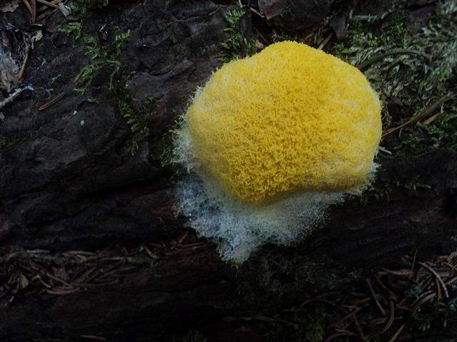 Ritrovamenti in 3 ettari di bosco