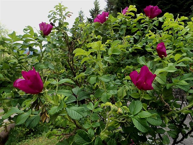 Rosa rugosa / Rosa rugosa