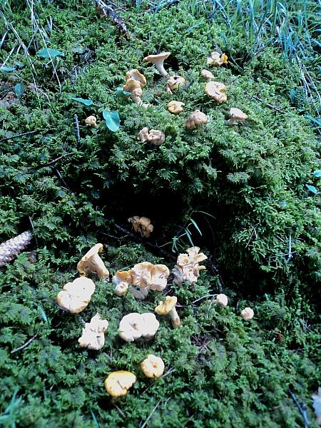 Colori nel bosco