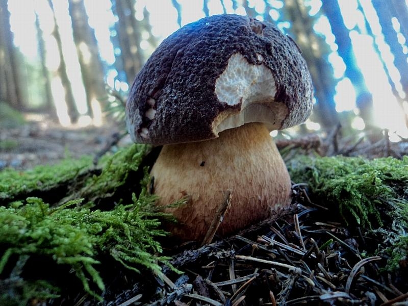 bis di porcini