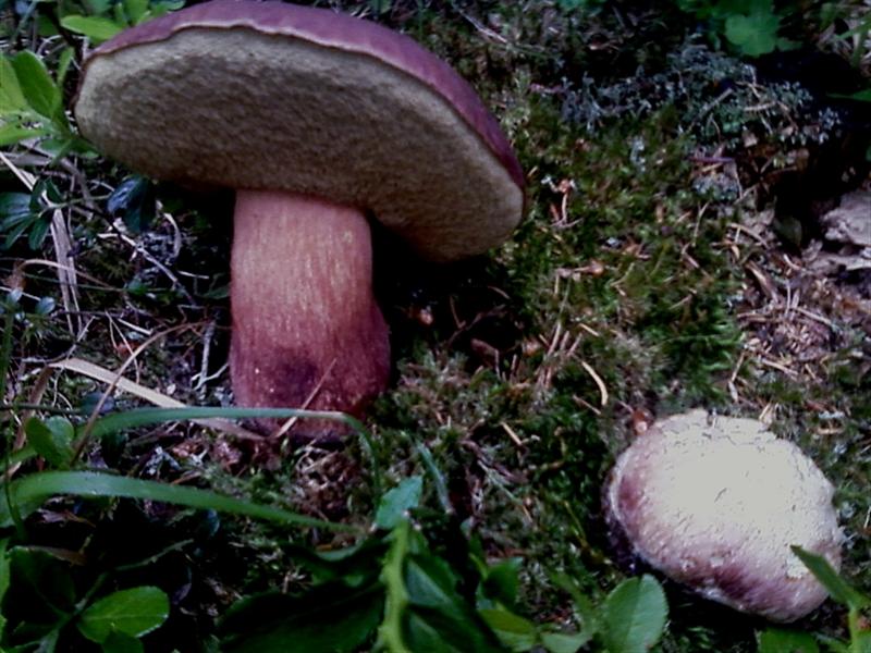 In pecceta a 1600m alt. Trentino orientale