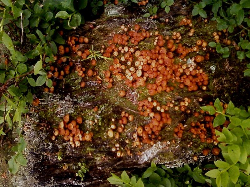 In pecceta a 1600m alt. Trentino orientale