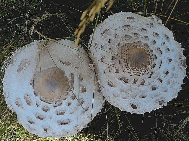 Una rinfrescante carrellata