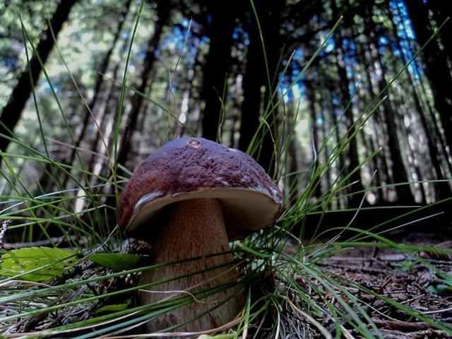 bis di porcini