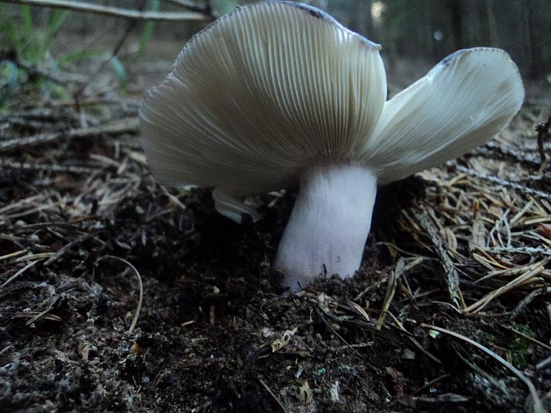 E''arrivata un po'' d''acqua !Tra qualche giorno boom?di funghi