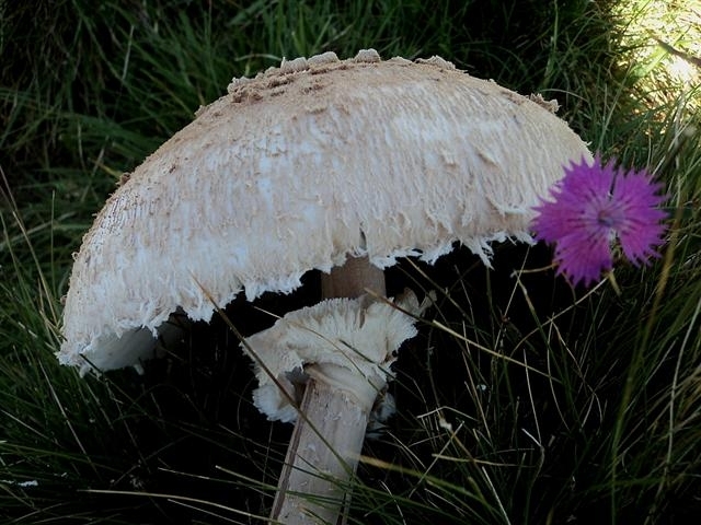 bis di porcini