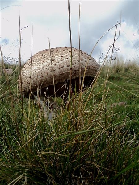 bis di porcini