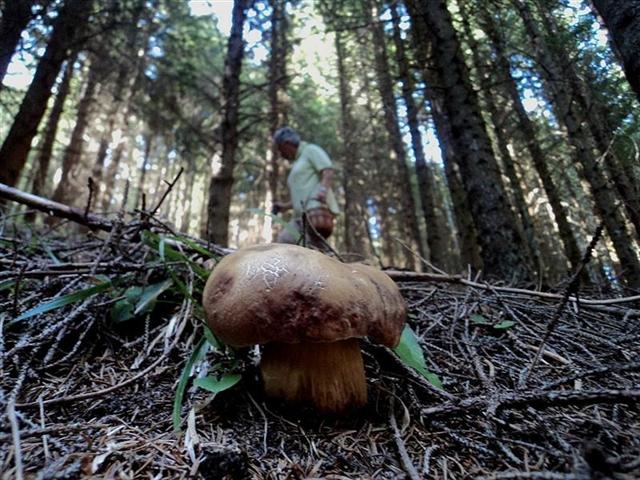 bis di porcini