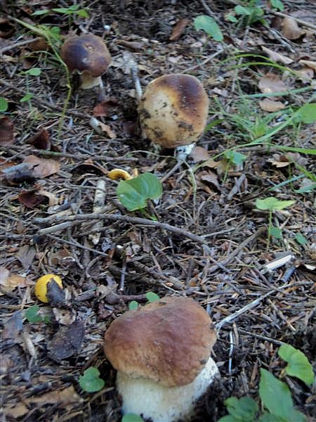Ritrovamenti in 3 ettari di bosco