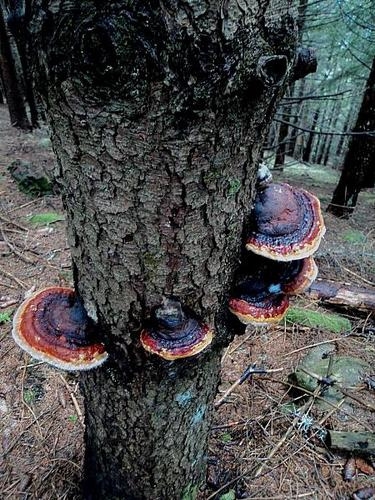 bis di porcini