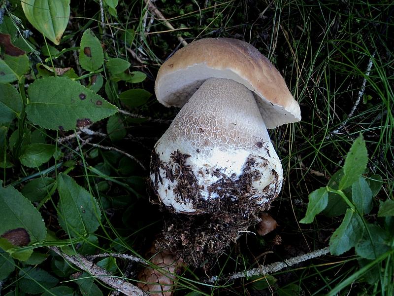 Ritrovamenti in 3 ettari di bosco