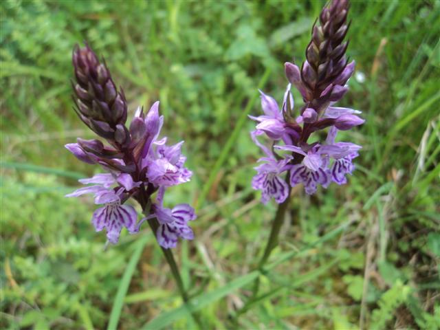 Orchidea montana  1000 alt.