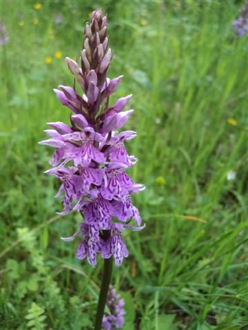 Orchidea montana  1000 alt.