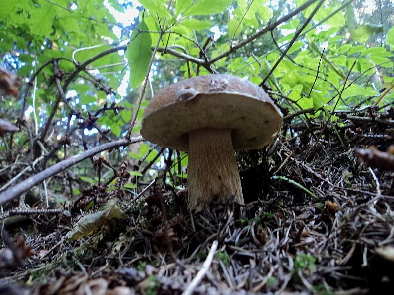 Ritrovamenti in 3 ettari di bosco
