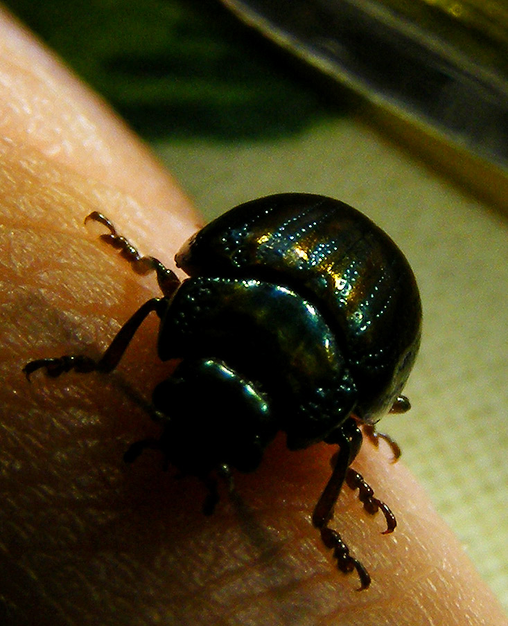 Chrysolina americana