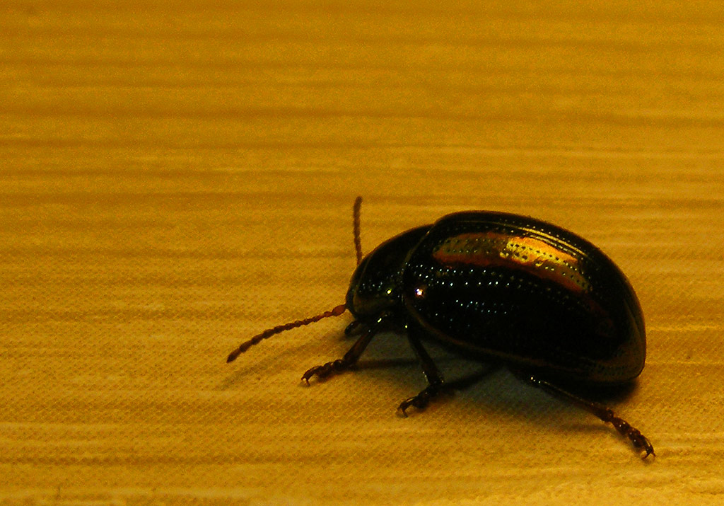 Chrysolina americana