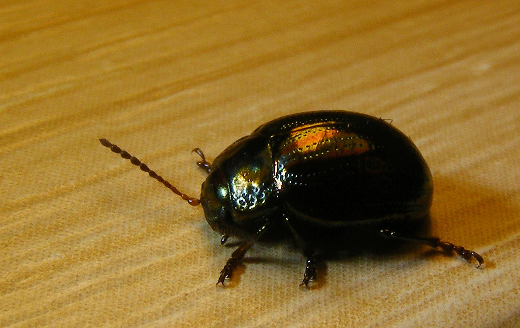 Chrysolina americana
