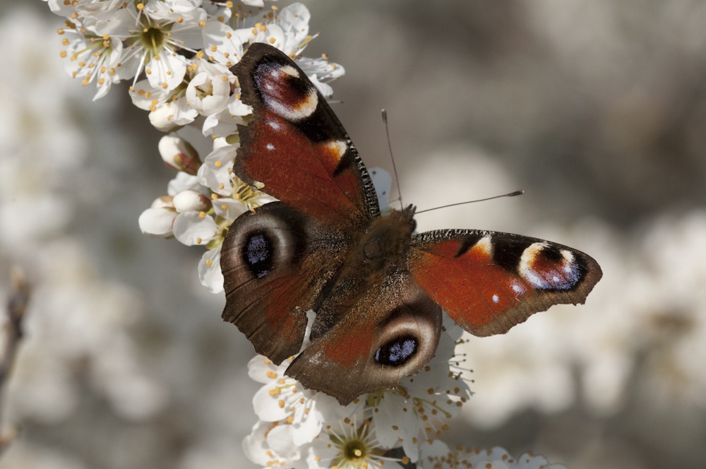 Aglais io  (Vanessa pavone)