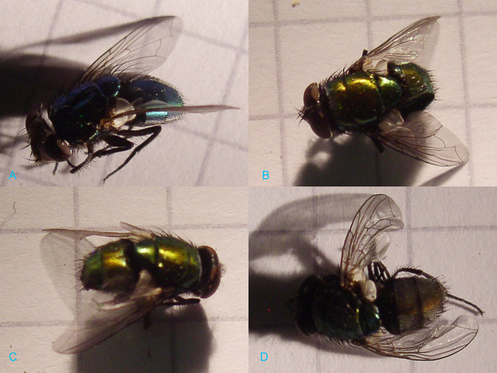 Calliphoridae non volanti?