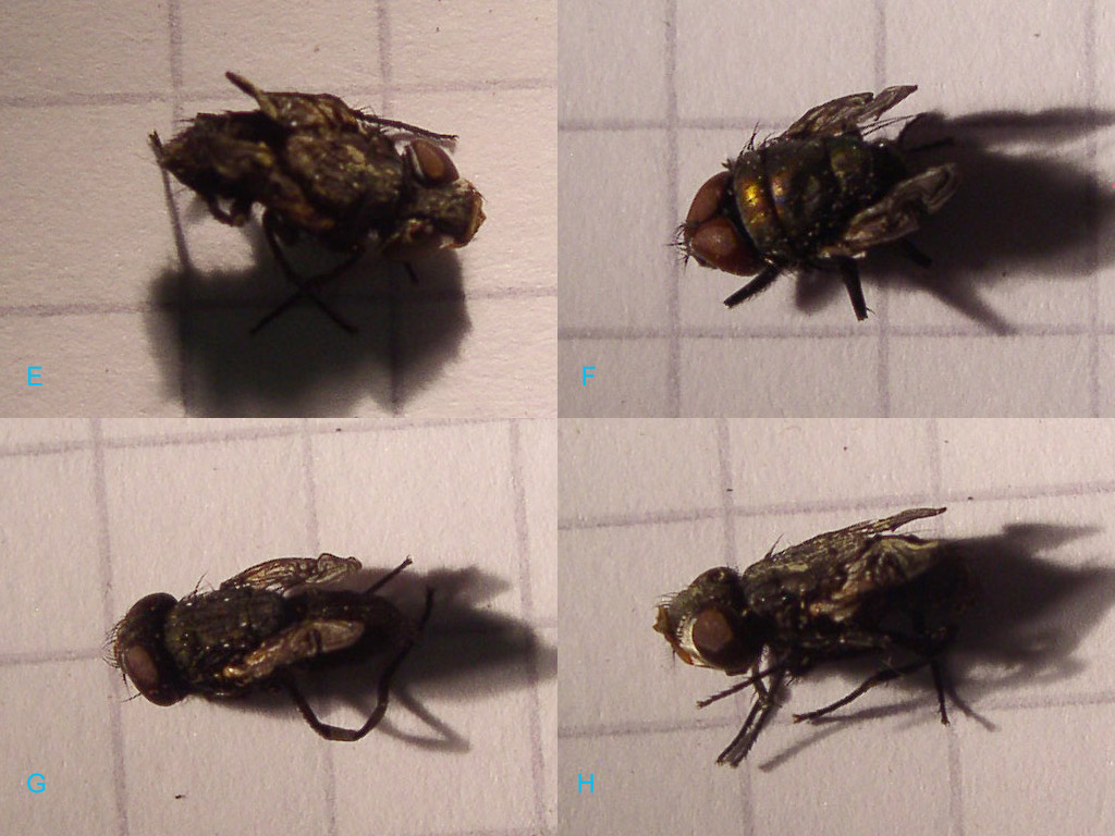 Calliphoridae non volanti?
