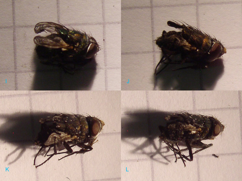 Calliphoridae non volanti?