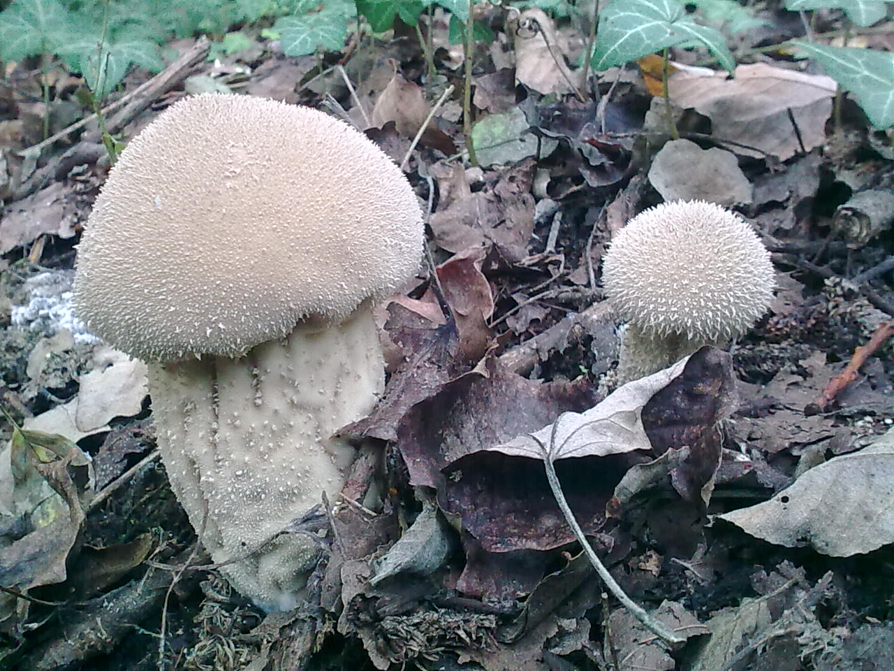 Lycperdon gemmatum ?