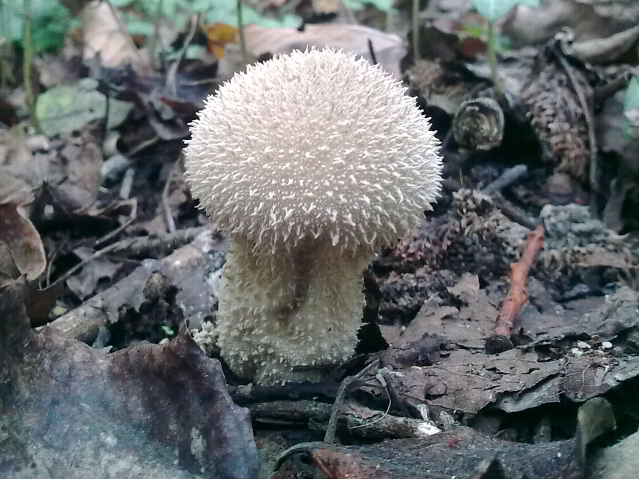 Lycperdon gemmatum ?