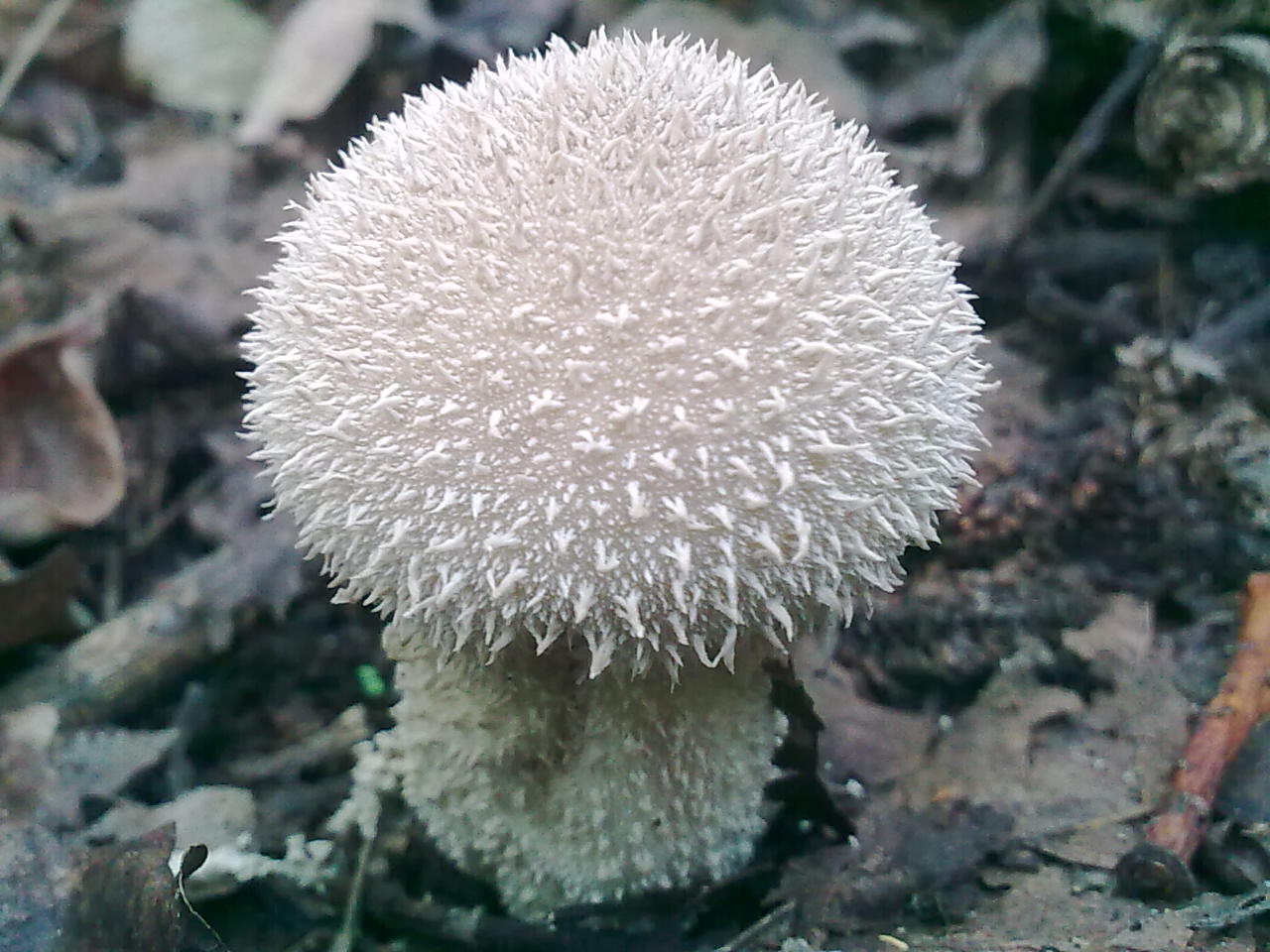 Lycperdon gemmatum ?