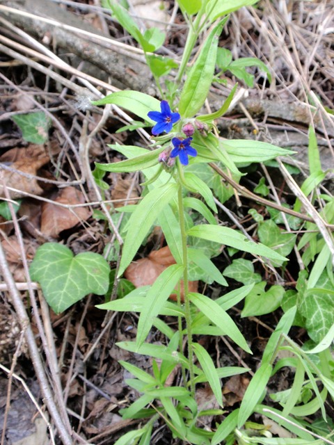 Pianta da determinare - Buglossoides purpurocaerulea