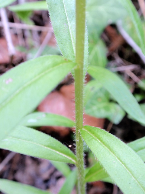 Pianta da determinare - Buglossoides purpurocaerulea