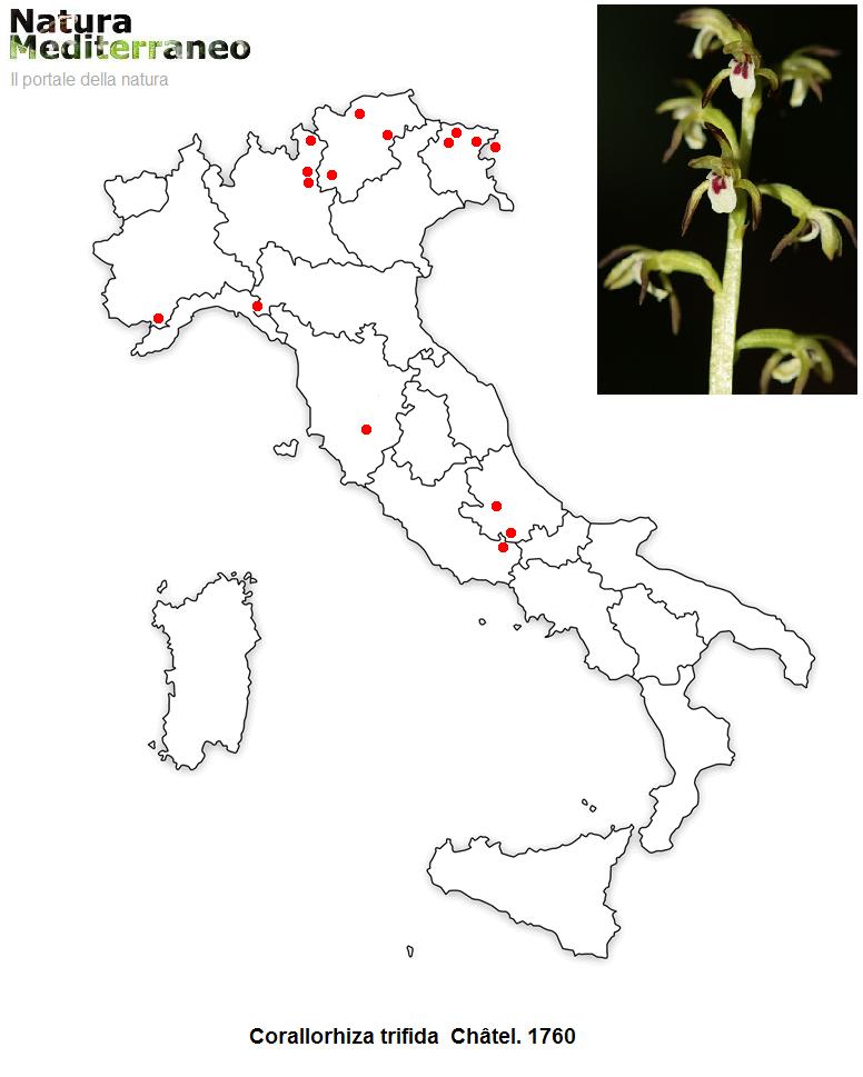 MAPPE DI DISTRIBUZIONE ORCHIDEE SPONTANEE - Prima parte