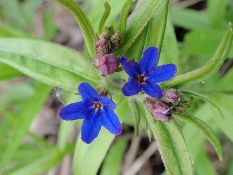 Pianta da determinare - Buglossoides purpurocaerulea