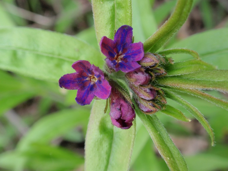 Pianta da determinare - Buglossoides purpurocaerulea