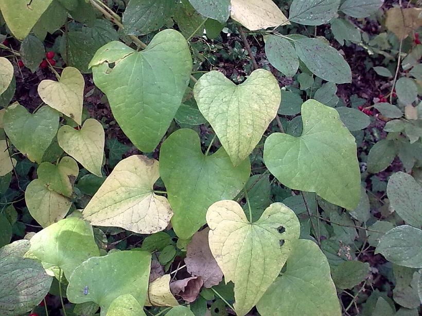 Dioscorea communis (=Tamus communis) / Tamaro
