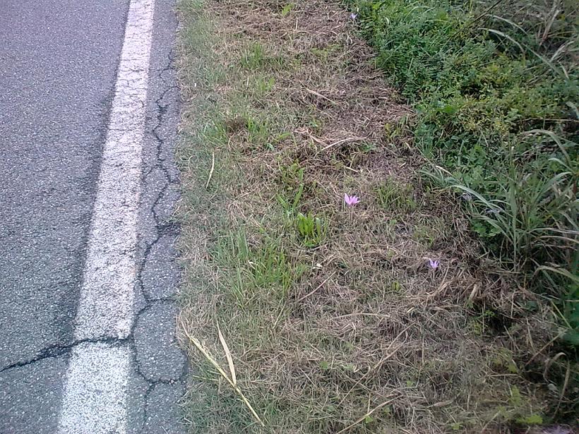 Colchicum autumnale