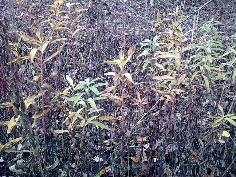 Solidago gigantea