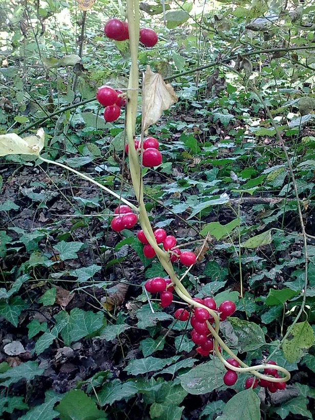 Dioscorea communis (=Tamus communis) / Tamaro