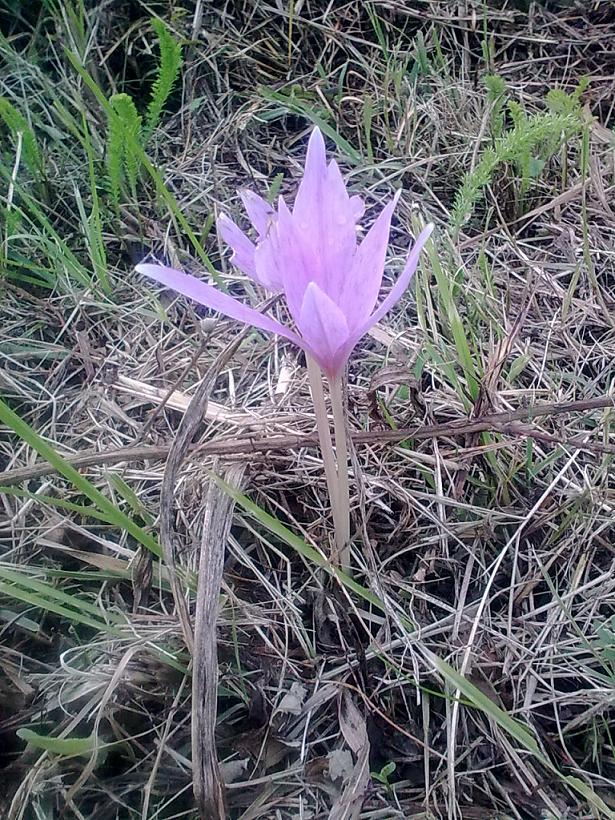 Colchicum autumnale