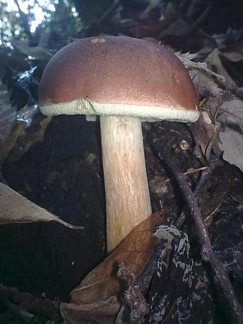 Leccinum?