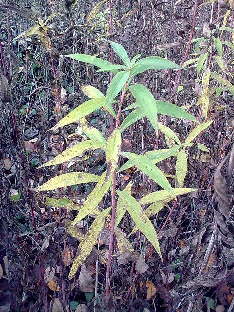 Solidago gigantea