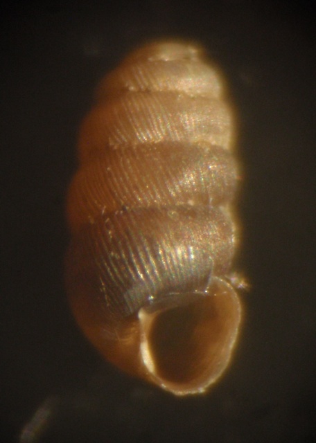 Truncatellina cylindrica (Frussac, 1807) da confermare ?