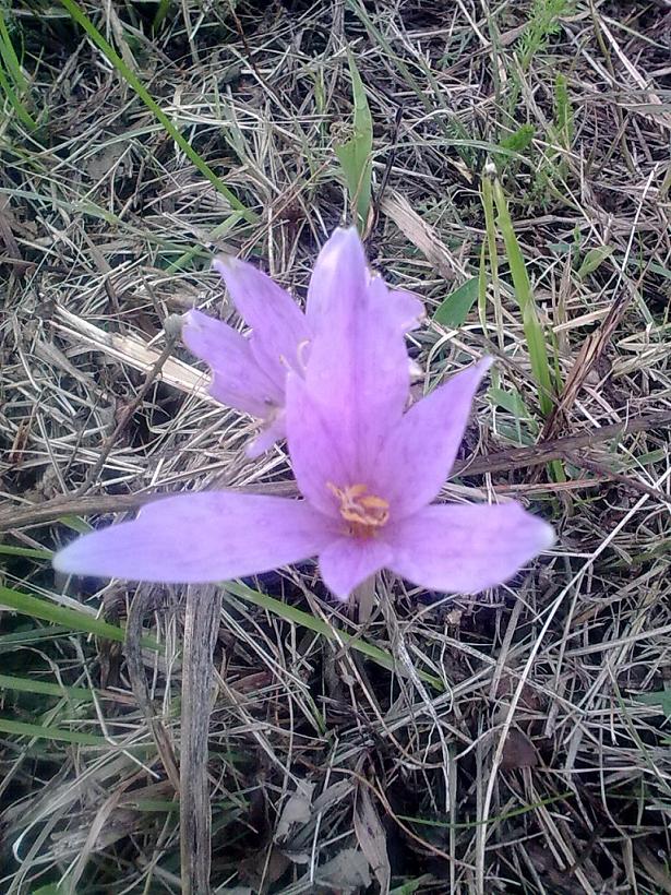 Colchicum autumnale