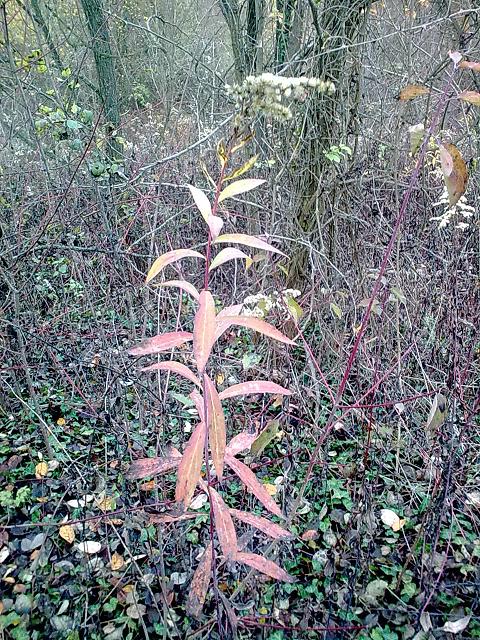 Solidago gigantea