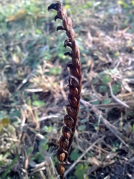 Rosetta basale.... Spiranthes spiralis?!