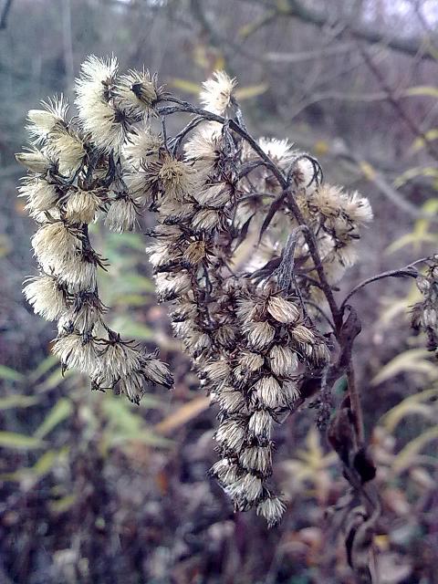 Solidago gigantea