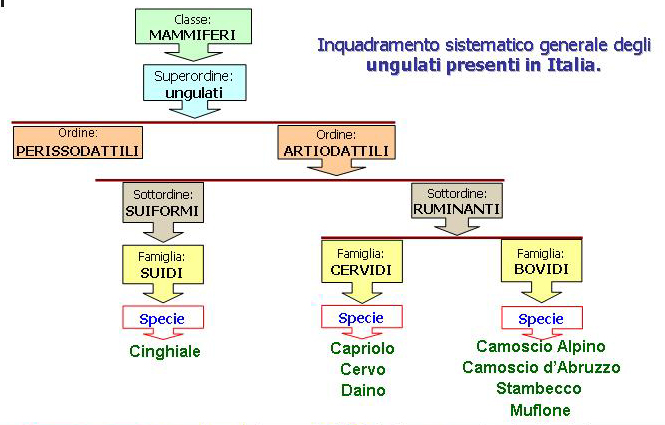 Generalità sugli ungulati selvatici italiani