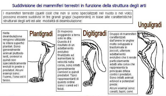 Generalità sugli ungulati selvatici italiani